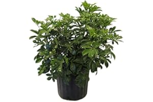 American Plant Exchange Schefflera Arboricola – 10-Inch Pot – Live Easy Care Tropical Shrub, Outdoor or Indoor Umbrella Plant for Patios, Landscapes, Entryways & Home Garden Décor