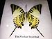 FRAMED REAL BEAUTIFUL FIVEBAR (YELLOW) SWORDTAIL BUTTERFLY DISPLAY INSECT TAXIDERMY 5