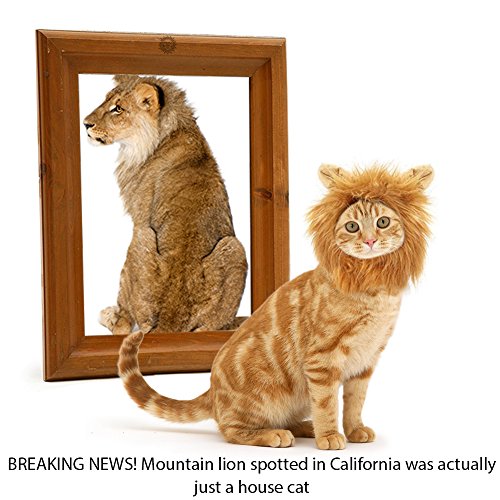 SunGrow Cat Lion Mane - BREAKING NEWS! Mountain lion spotted in California was actually just a house cat.