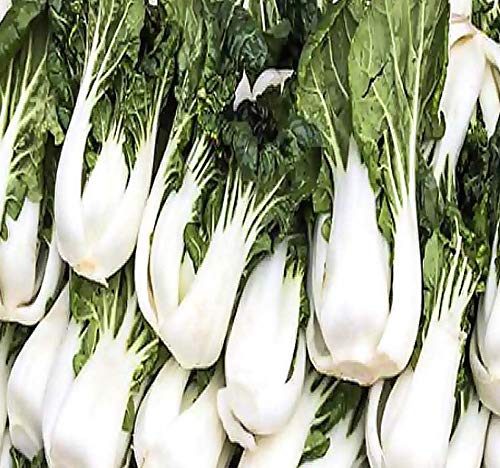 BIG PACK - (5,000) Chinese PAK CHOI Pak Choy Cabbage seeds - Mildly pungent and hardy in cool weather - Non-GMO Seeds by MySeeds.Co (BIG PACK - Pak Choy) - Thumbnail 7