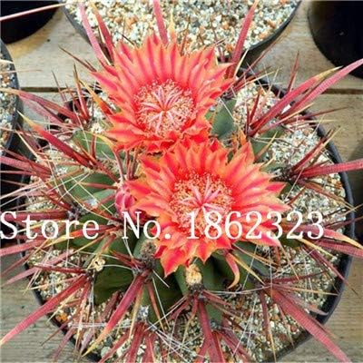 Amazon 100個サボテン種子盆栽多肉植物珍しい花種子家庭用 盆栽用盆栽庭の屋内植物簡単に栽培ポット 2 観葉植物 オンライン通販