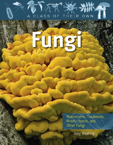 Fungi: Mushrooms, Toadstools, Molds, Yeasts, and Other Fungi (A Class of Their Own)