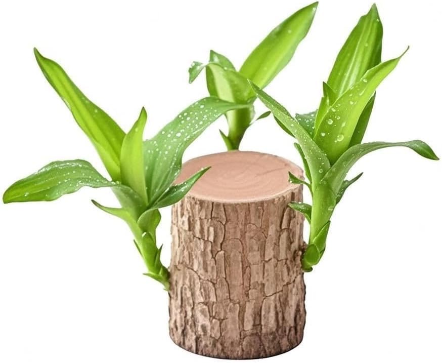 Photo 1 of Brazilian Wood Plant Office Desktop Decoration