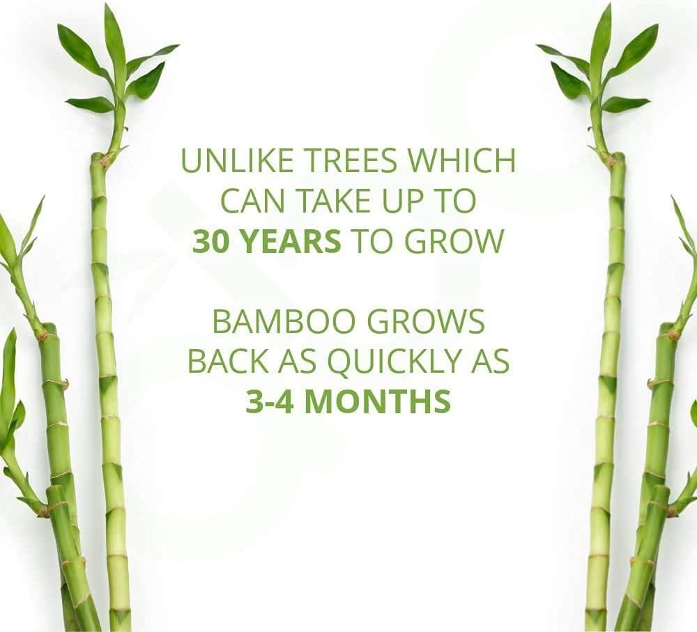 Caboo Tree Free Bamboo Paper Towels, 6 Rolls, Earth Friendly Sustainable Kitchen Paper Towels with Strong 2 Ply Sheets: Health & Personal Care