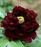 FD694 20 Seeds Chinese Black Peony Flower Seed Beautiful Hot Flower Seed 20pcs