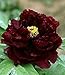 FD694 20 Seeds Chinese Black Peony Flower Seed Beautiful Hot Flower Seed 20pcs