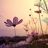 Image de Zen Nature (160105) (English, Spanish, French, Italian and German Edition)
