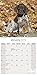 2024 2025 German Shorthair Pointer Calendar - Dog Breed Monthly Wall Calendar - 12 x 24 Open - Thick No-Bleed Paper - Giftable - Academic Teacher's Planner Calendar Organizing & Planning - Made in USA