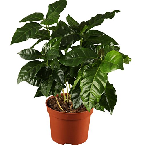 Echter Kaffee (Coffea arabica), 2 Pflanzen - garten.im-shop.at