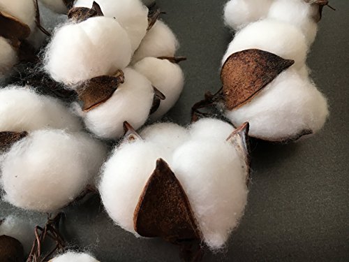 10 pieces of natural and synthetic blend cotton bolls (balls) for wreaths, decor, off stick branches wired raw look white cotton branch picks