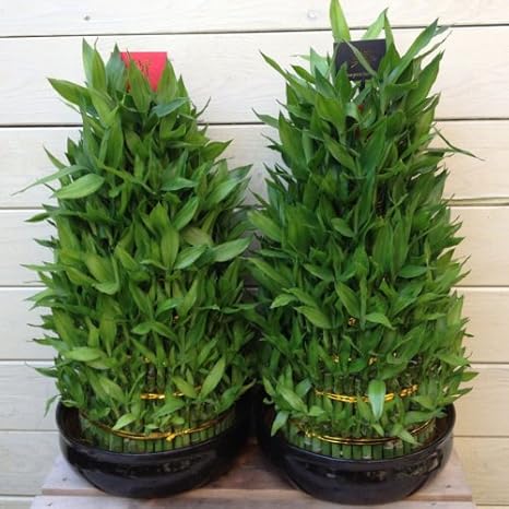 Amazon 観葉植物 お祝い用 開運竹の竹林 8段 重ね 陶器鉢 祝or寿 寿 黒色 鑑賞期間終わりました 観葉植物 オンライン通販