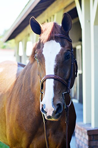 Huntley Equestrian Fancy Stitched Sedgwick Leather English Bridle and Reins, Conker, Cob