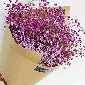 Amazon Co Jp 紫色のgypsophila 星空のデイジーの花の種100四季折々の室内鉢植え植物と花バルコニーの花肉秋と冬 ホーム キッチン