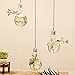 Mkono 3 Pack Hanging Terrarium Flower Plant Glass Vase Light Bulb Shape Home Weeding Decor