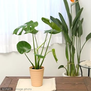 Amazon Co Jp 観葉植物 モンステラ ５号 １鉢 ペット用品