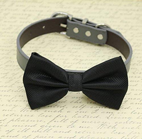 black dog bow tie