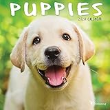 2020 Puppies Mini Calendar by 