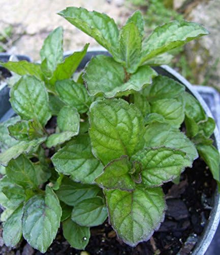A Collection of 3 Verbena bonariensis in 9cm pots