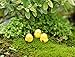 BeautyMood 10pcs Miniature Fairy Garden Herd of chickens (Yellow)