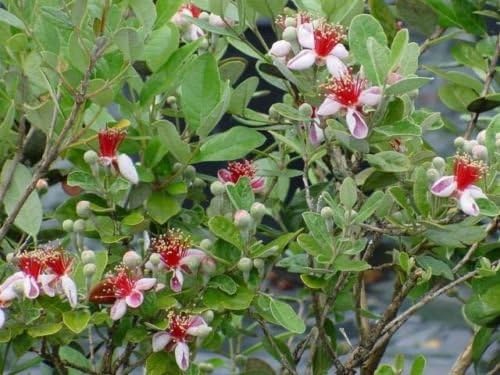 FEIJOA - Pineapple Guava - 1 Plant - 4" Pot