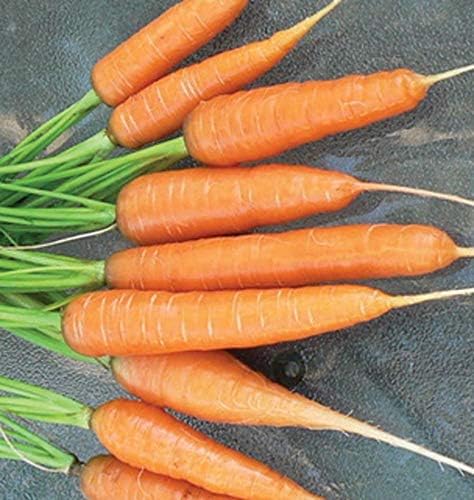 Carrot Seeds - Scarlet Nantes - Heirloom, Untreated, Open Pollinated, Vegetable Biannual ! (1000 Seeds)