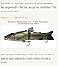 7in Glide Bait Swimbait - STOCKER TROUT - Multi Jointed Segmented Trout Gizzard Threadfin Shad Fishing Life Like Hard Lure For Bass Pike Muskie for Casting And Trolling in Fresh Water or Ocean