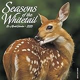 Seasons of the Whitetail 2020 Wall Calendar by