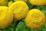 100 Seeds - TANSY SEEDS~Chrysanthemum Vulgare-Golden Button,Perennial Herb,HEIRLOOM ,Organic