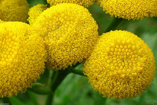 100 Seeds - TANSY SEEDS~Chrysanthemum Vulgare-Golden Button,Perennial Herb,HEIRLOOM ,Organic