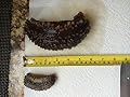 Sun Dried Sea Cucumber,isostichopus Fuscus (Large) 1lb, Grade Aaaa