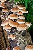 Shiitake Mushroom Mycelium Plug Spawn - 50 Count - Grow Gourmet Mushrooms At Home!