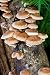 Shiitake Mushroom Mycelium Plug Spawn - 50 Count - Grow Gourmet Mushrooms At Home!