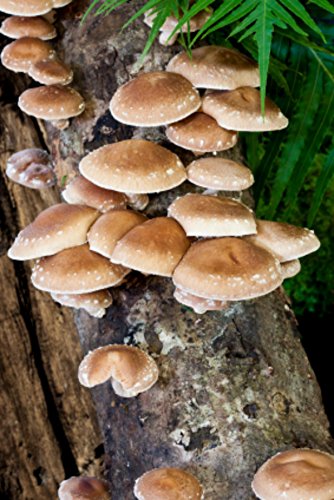 Shiitake Mushroom Mycelium Plug Spawn - 50 Count - Grow Gourmet Mushrooms At Home! Shiitake Mushroom Mycelium Plug Spawn - 50 Count - Grow Gourmet Mushrooms At Home!