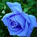 super1798 20 Pcs Rare Colorful Rose Flower Seeds DIY Home Garden Plant - Blue