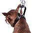 GoGo Pet Products GoGo 3/4-Inch Martingale Dog Collar, Medium, Black