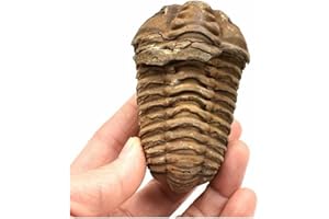 Acxico 1Pcs Flexicalymene Moroccan Trilobites Fossil 4-5.5cm- Morocco
