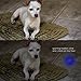 AR happy online UV Flashlight, UV Light Flashlight Black Light, Zoomable 365nm UV Blacklight LED Flashlight Detector for Pets Urine and Stains, Resin Curing, Bed Bugs and Scorpions (2 Pack)
