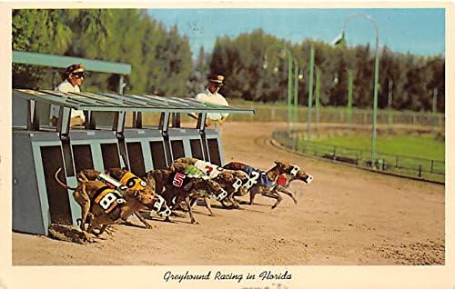 racing post greyhound cards
