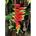 'Hanging Lobster Claw' Heliconia Rostrata Live Plant Bird of Paradise Tropical Plant
