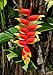 Heliconia Tropical Rostrata Rare Variety - 1 Rhizome - Ornamental Garden Plant