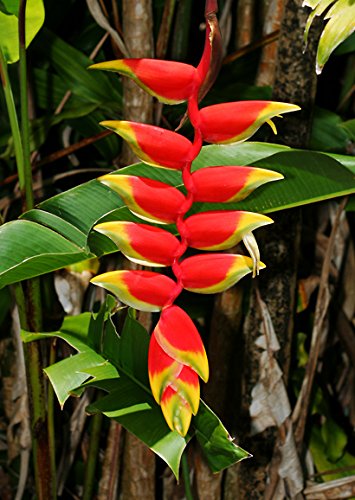 Heliconia Tropical Rostrata Rare Variety - 1 Rhizome - Ornamental Garden Plant Heliconia Tropical Rostrata Rare Variety - 1 Rhizome - Ornamental Garden Plant