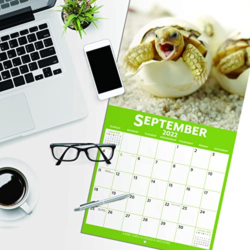 2022 Calendar Baby Animals Wall Calendar 2022 from Jan 2022 Dec 2022, 12 x 12 inches, Thick