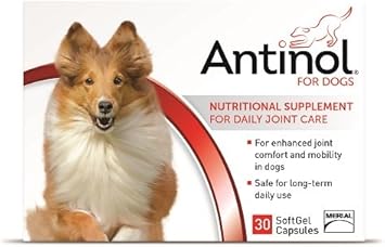 dog tags free shipping