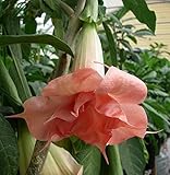(10) Pink Angel Trumpet Brugmansia Fragrant Flowering Plant Seeds