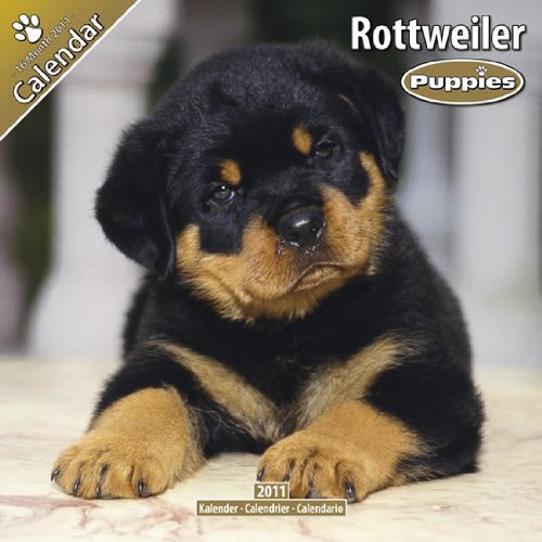 rat villar dog price