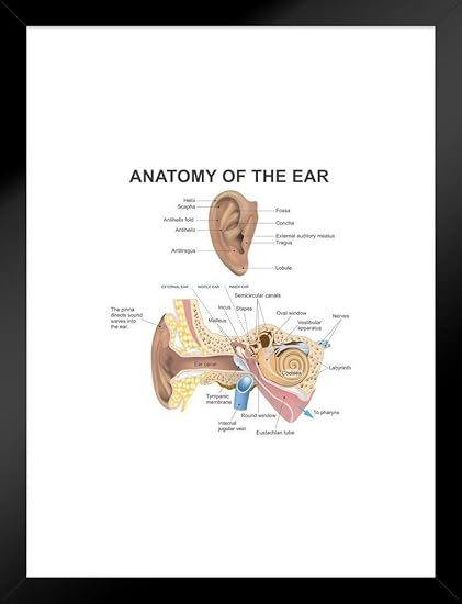 Ear Diagram To Print - Human Anatomy