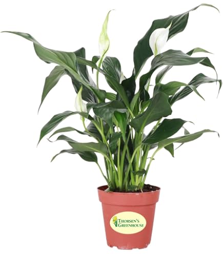 philodendron rojo congo Philodendron Rojo Congo Dwarf  The Plant Boys