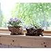 Window Garden Natural Elements Log Planter (Branch) – Realistic Woodland-Themed with Intricate Weathered bark Detail. Grow Small Succulents, Cactus, African Violets. Striking in Any décor.