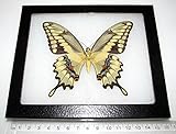 BicBugs Real Framed Butterfly Yellow Papilio CRESPHONTES Arizona Swallowtail