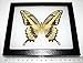 BicBugs Real Framed Butterfly Yellow Papilio CRESPHONTES Arizona Swallowtail